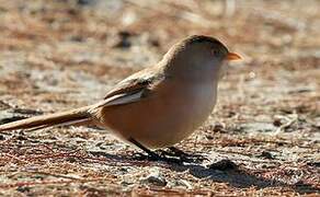 Bearded Reedling