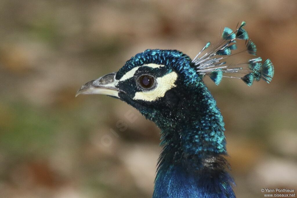 Indian Peafowl