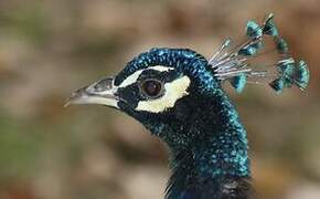 Indian Peafowl