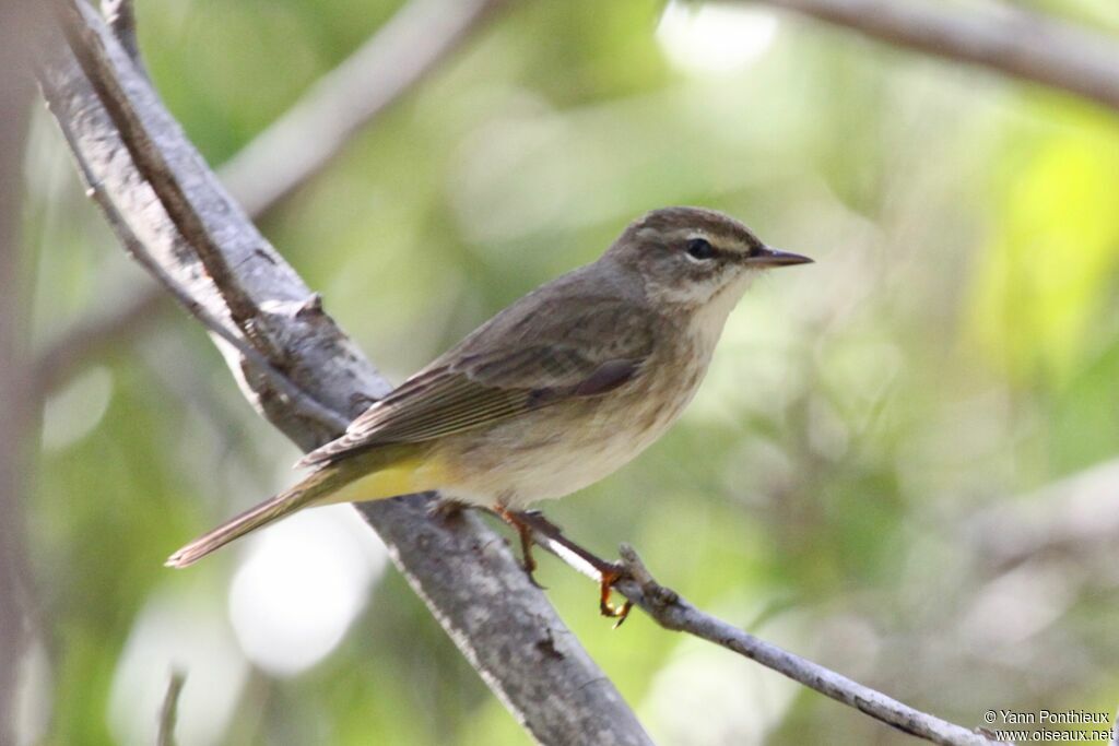 Palm Warbler