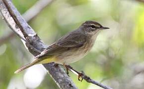 Palm Warbler