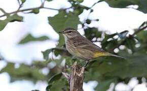 Palm Warbler