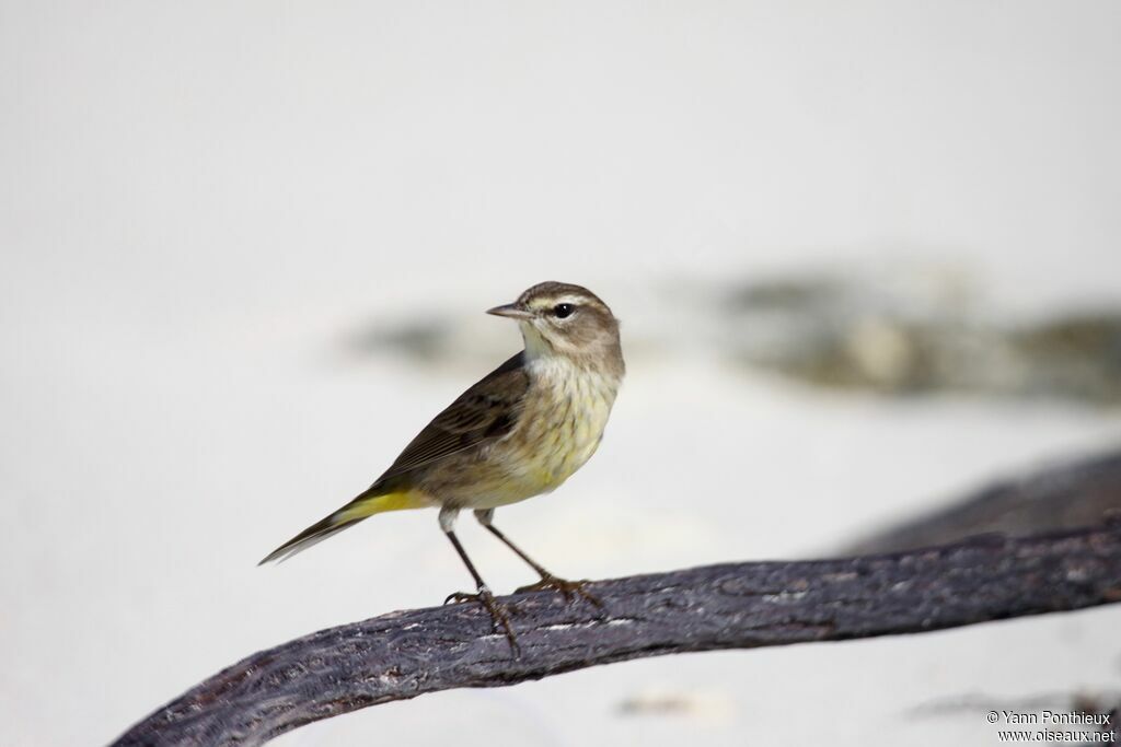 Palm Warbler