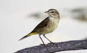 Palm Warbler