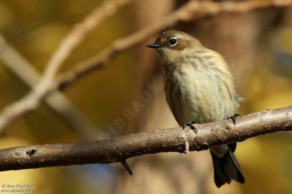 Myrtle Warbler