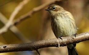 Myrtle Warbler