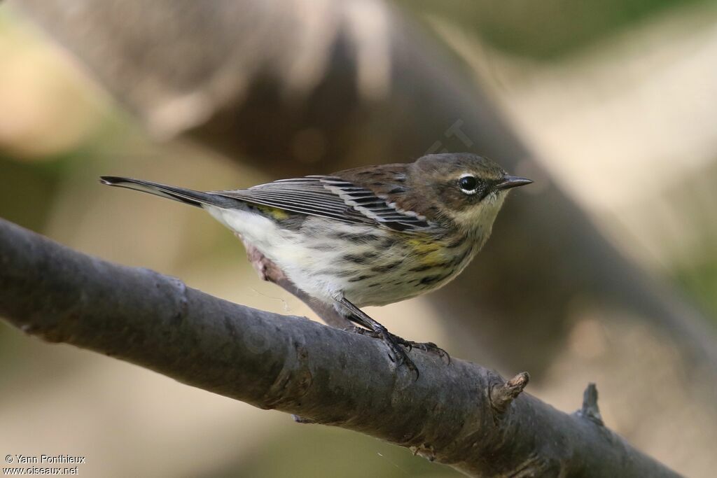 Myrtle Warbler