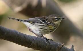 Myrtle Warbler