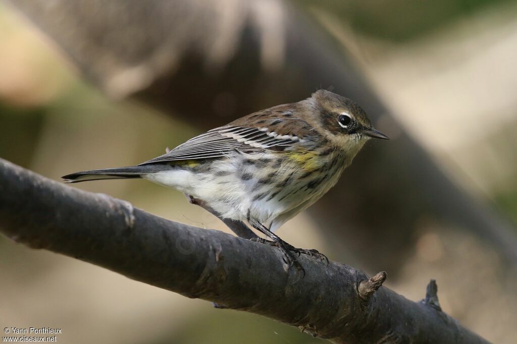 Myrtle Warbler