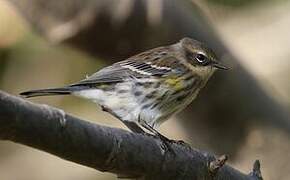 Myrtle Warbler