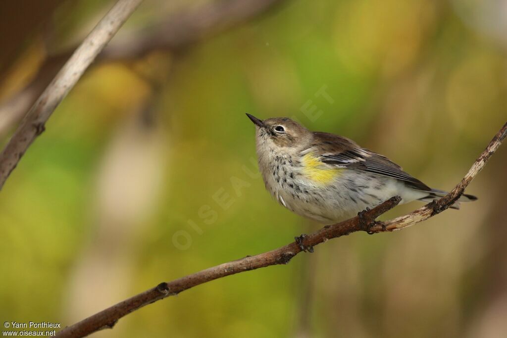 Myrtle Warbler