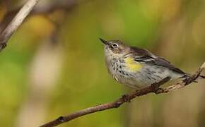 Myrtle Warbler