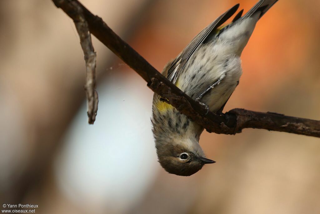 Myrtle Warbler