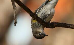 Myrtle Warbler