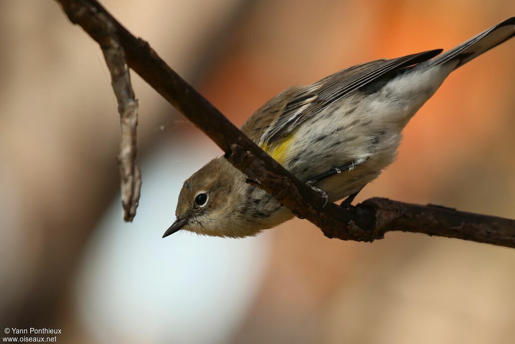 Myrtle Warbler