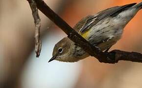 Myrtle Warbler