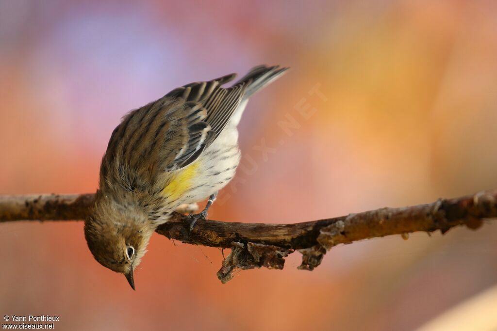 Myrtle Warbler