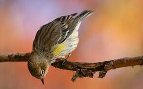 Myrtle Warbler