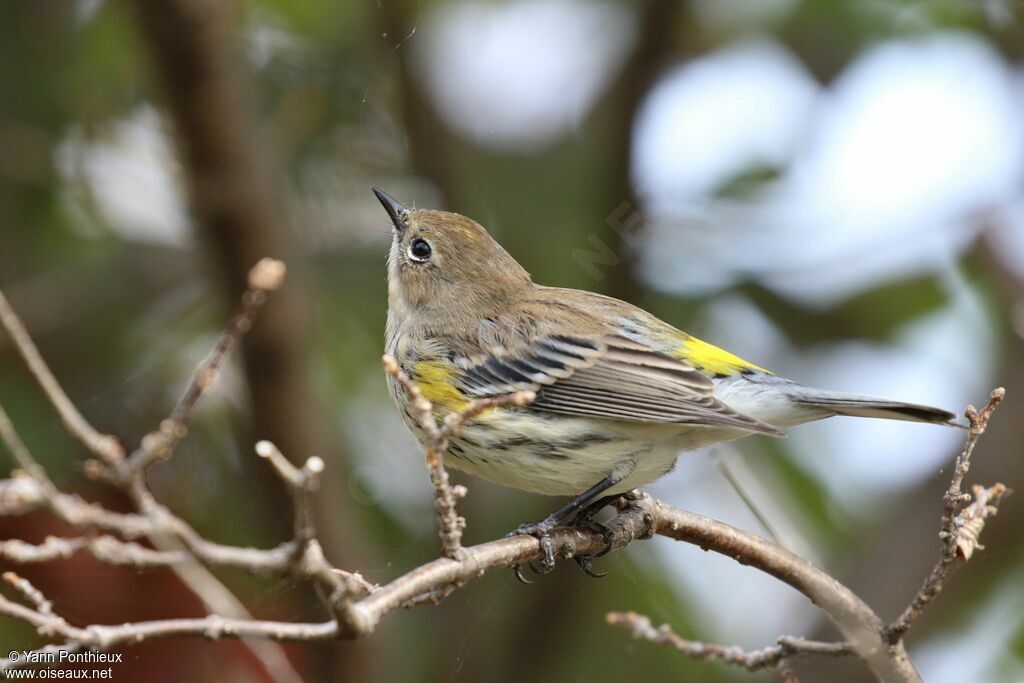 Myrtle Warbler