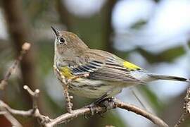 Myrtle Warbler