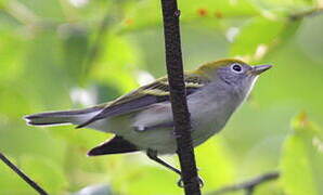 Chestnut-sided Warbler