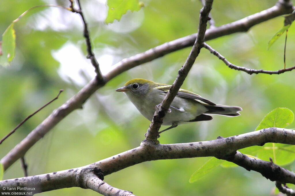 Chestnut-sided Warbler