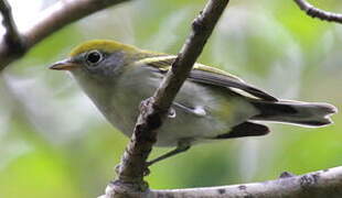 Chestnut-sided Warbler