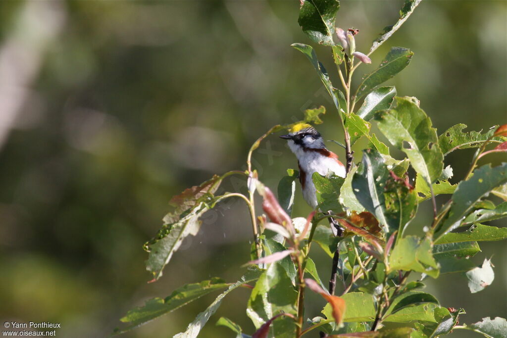 Chestnut-sided Warbler male adult breeding