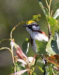 Paruline à flancs marron