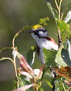 Chestnut-sided Warbler