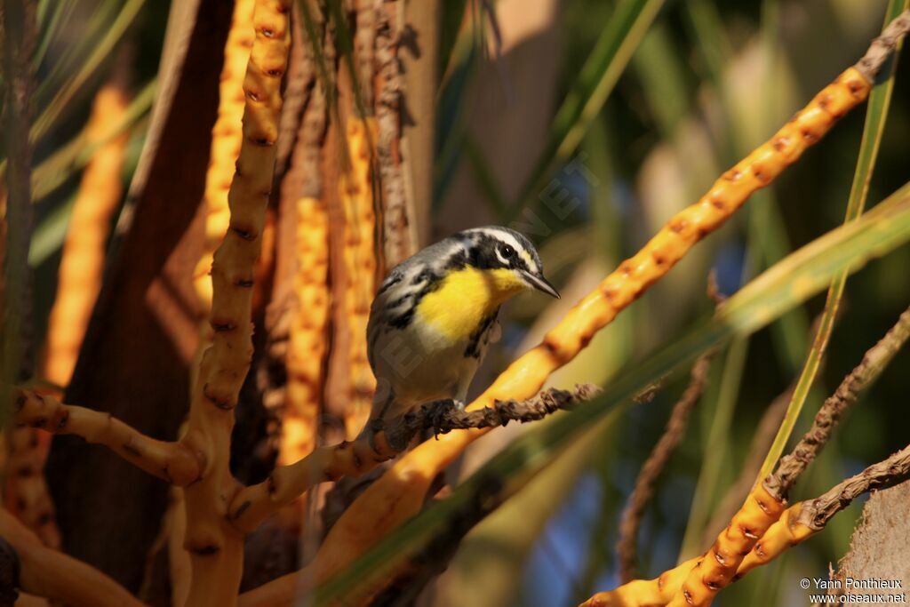 Yellow-throated Warbler