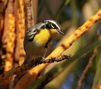 Yellow-throated Warbler