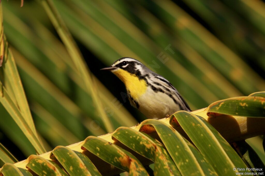 Yellow-throated Warbler