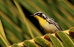 Yellow-throated Warbler