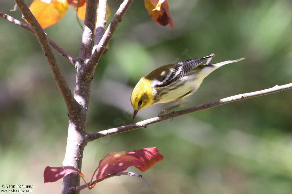 Black-throated Green Warbler