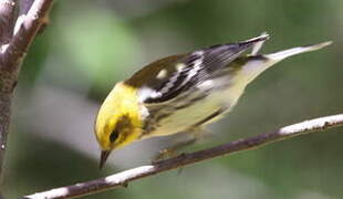 Black-throated Green Warbler