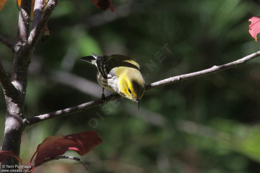 Black-throated Green Warbler