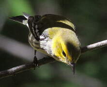 Black-throated Green Warbler