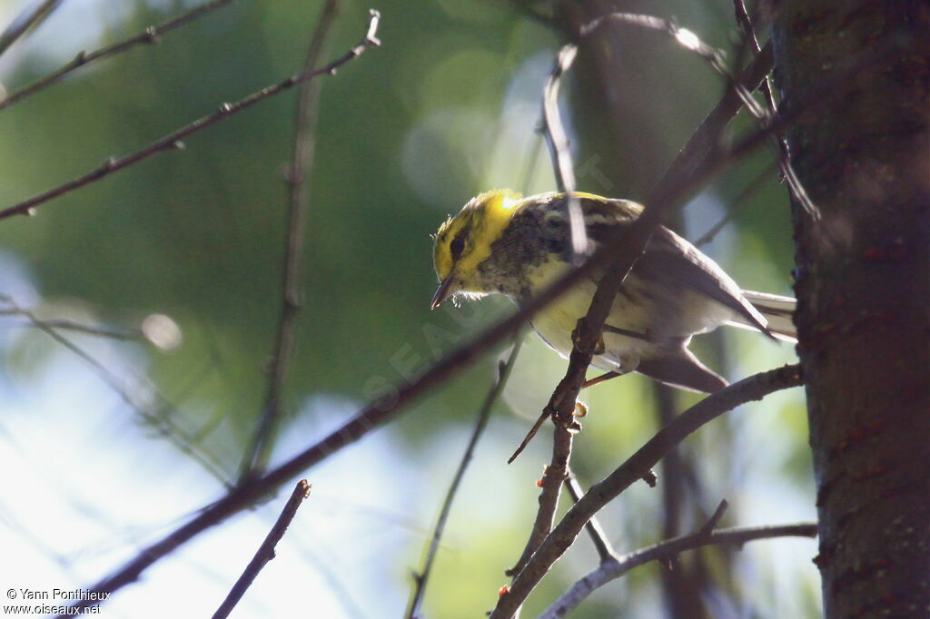 Black-throated Green Warbler