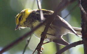 Black-throated Green Warbler