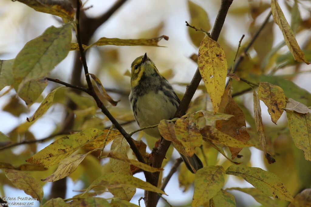 Black-throated Green Warbler