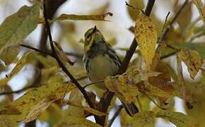 Black-throated Green Warbler