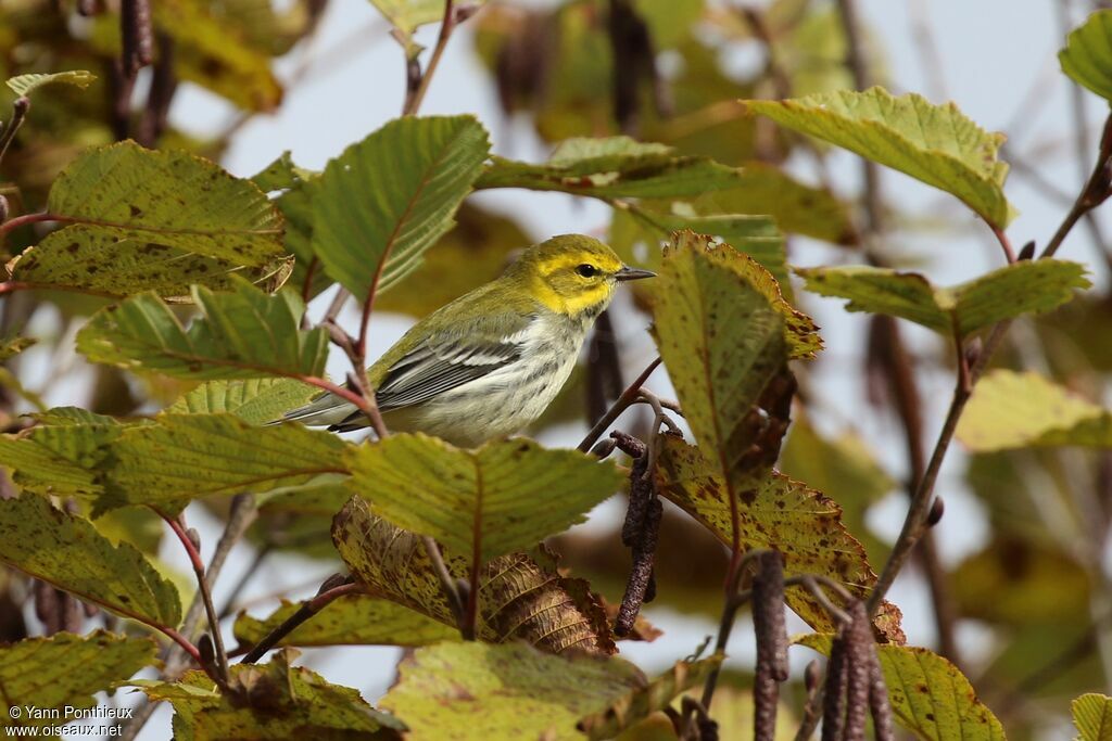 Black-throated Green Warbler