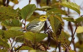 Black-throated Green Warbler