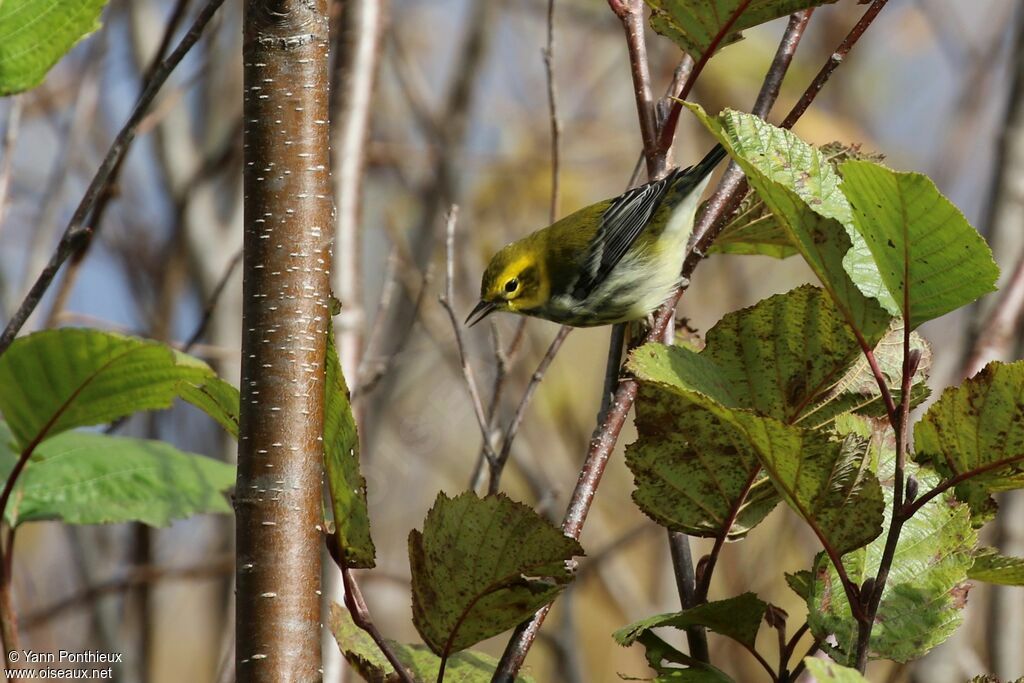 Black-throated Green Warbler