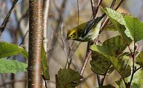 Black-throated Green Warbler