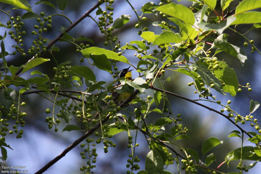 Paruline à tête cendrée mâle adulte nuptial, chant