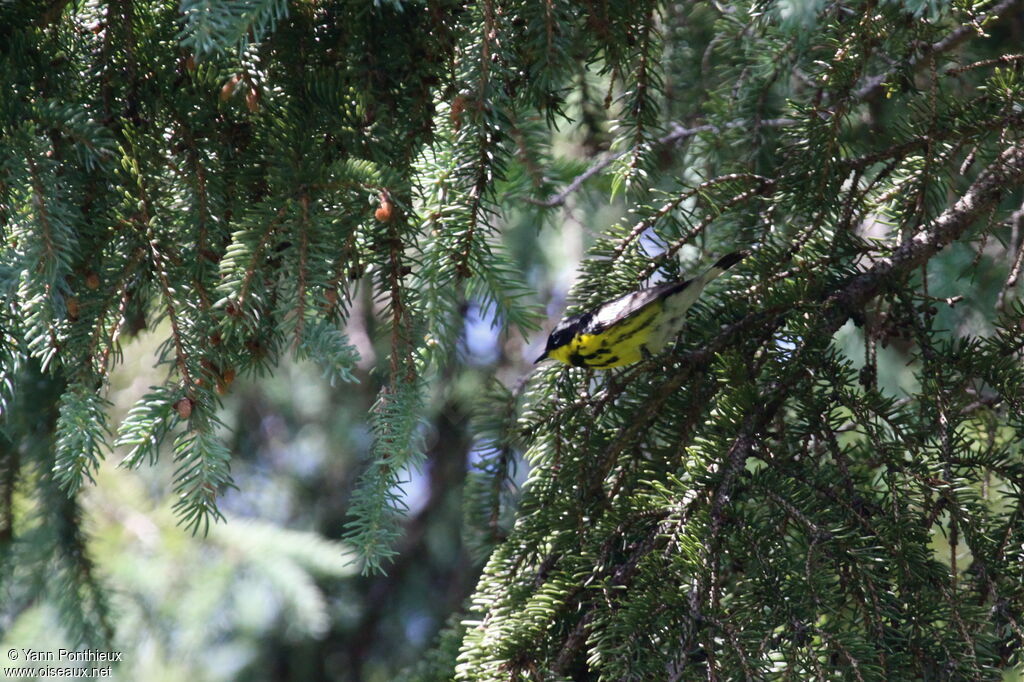 Magnolia Warbler male adult breeding