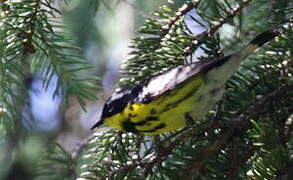 Magnolia Warbler