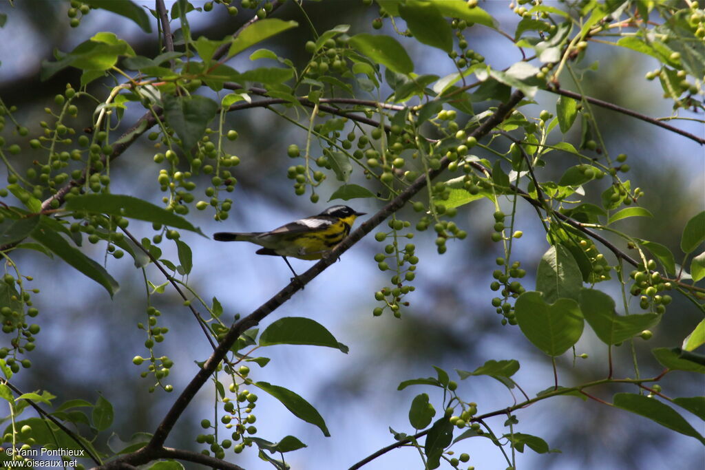 Magnolia Warbler male adult breeding